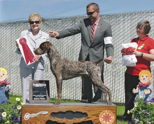 best of breed german shorthaired pointer, group two placement